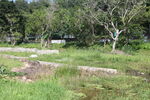 坪山湿地公园