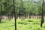 坪山湿地公园