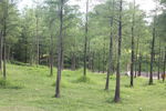 坪山湿地公园