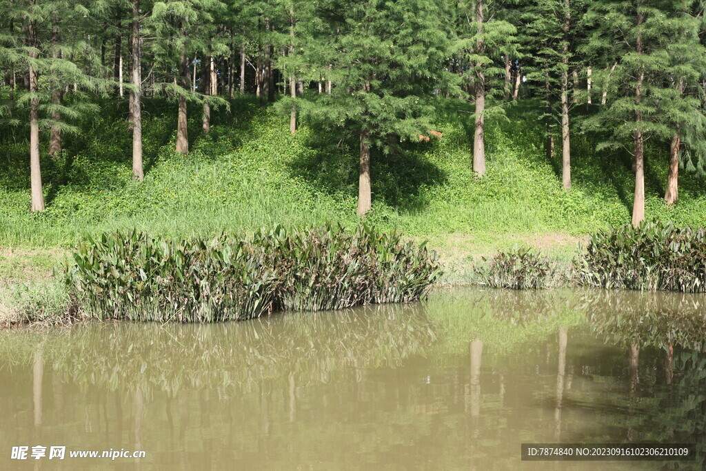 坪山湿地公园