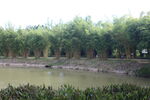 坪山湿地公园