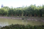 坪山湿地公园