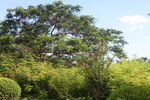 坪山湿地公园