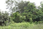 深圳坝光