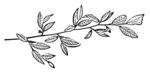 茶叶线描