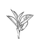 茶叶线描