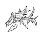 茶叶线描