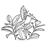 茶叶线描