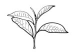 茶叶线描