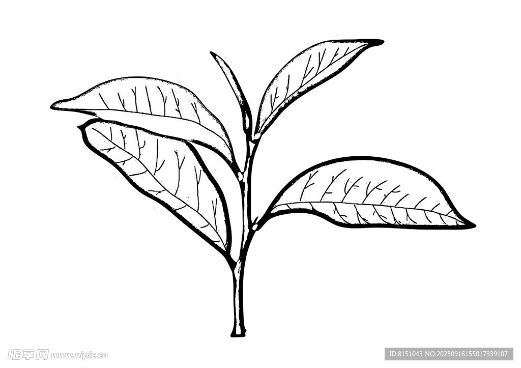 茶叶线描