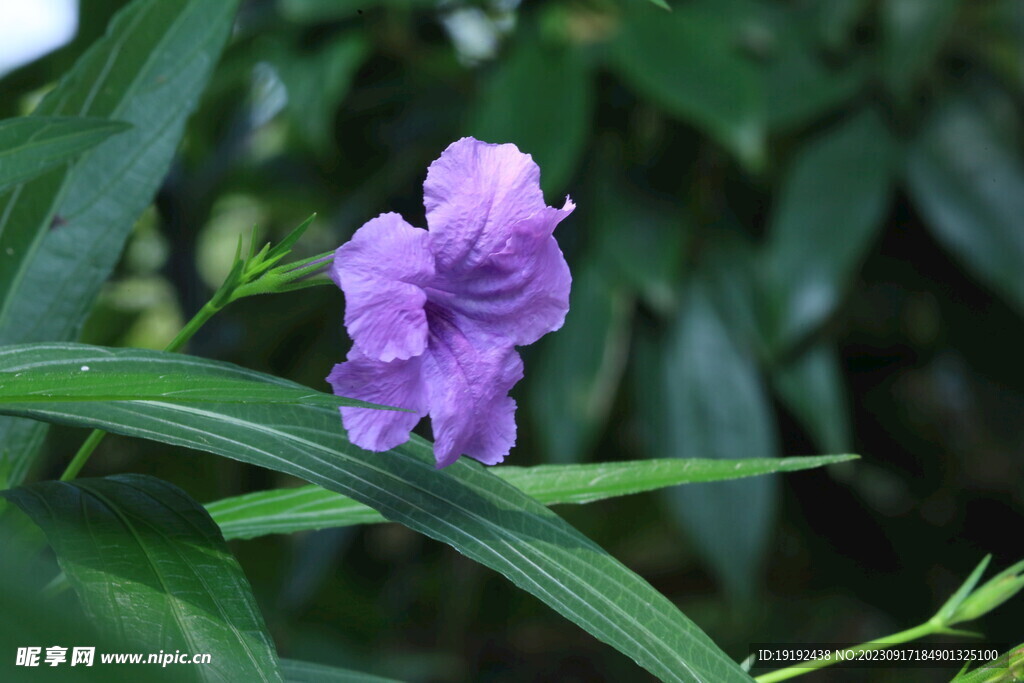 蓝花草