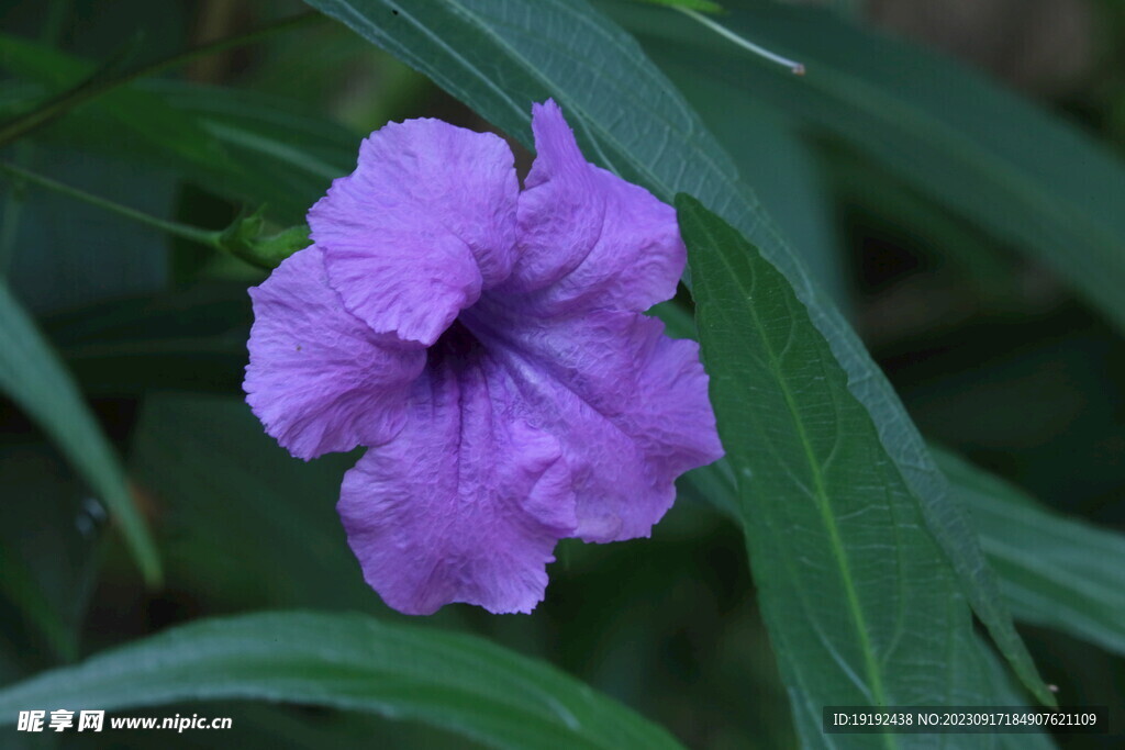 蓝花草