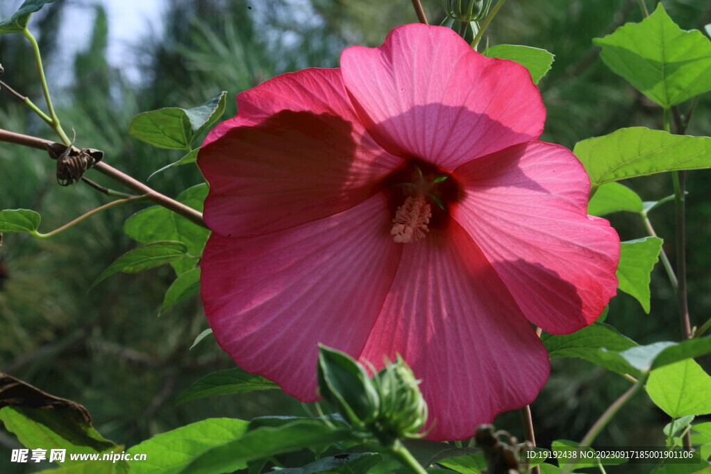 芙蓉葵 