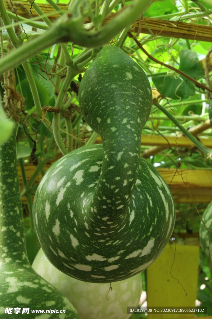 葫芦 