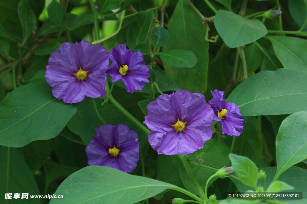 蓝花茄 