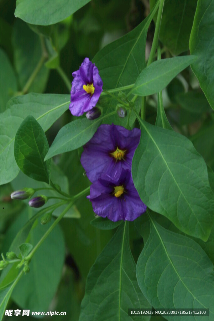 蓝花茄