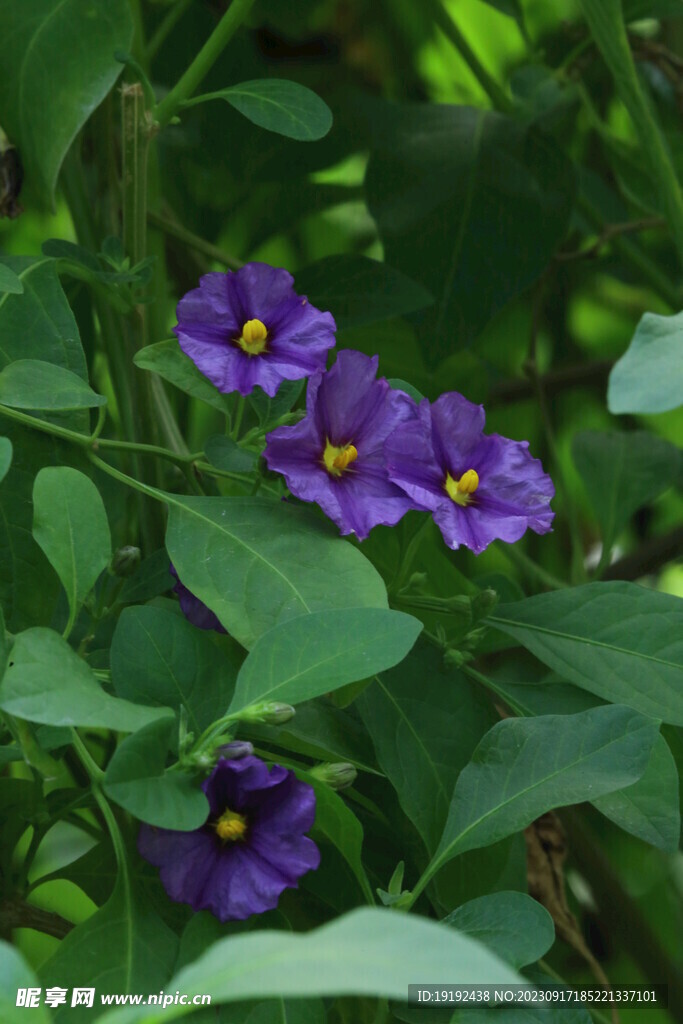 蓝花茄