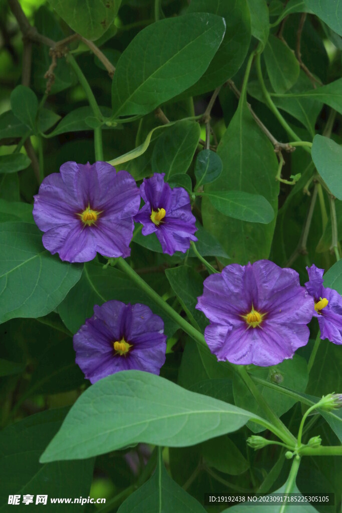 蓝花茄 