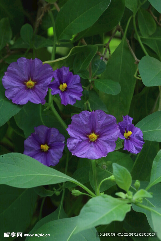 蓝花茄 