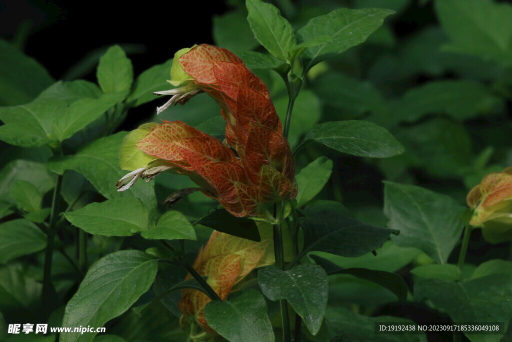 虾衣花 