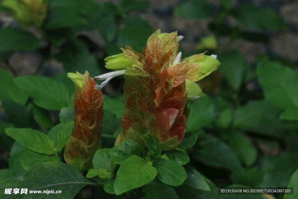 虾衣花 