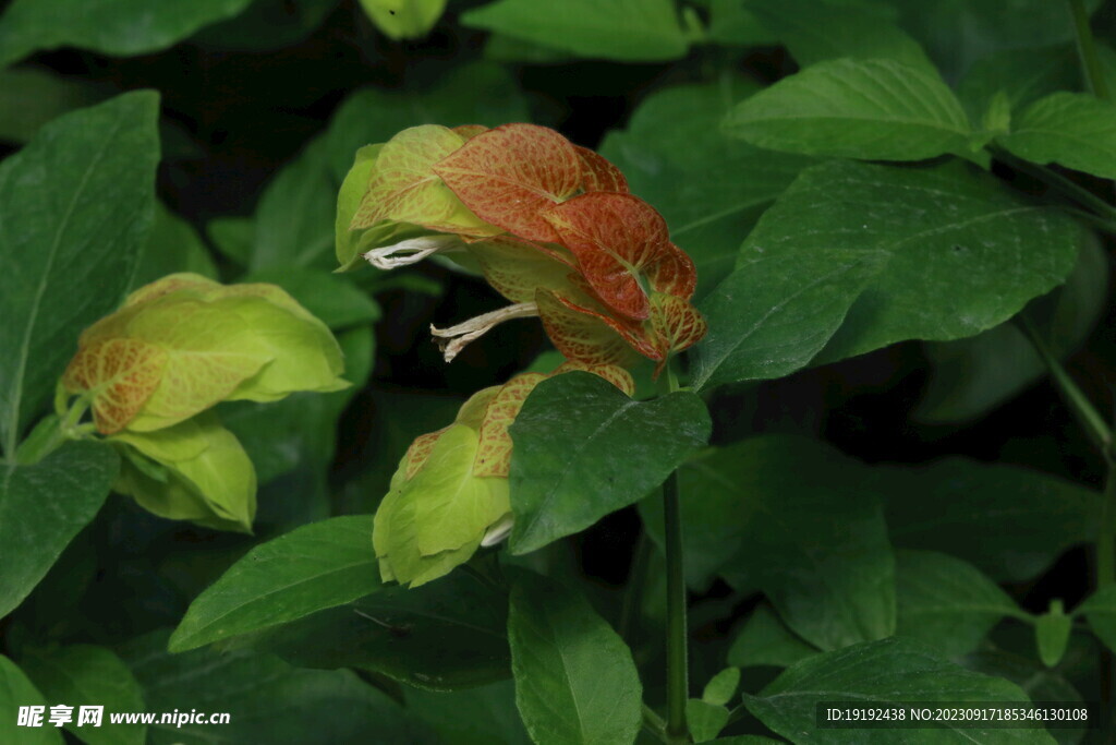 虾衣花 