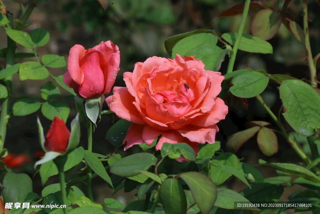 月季花