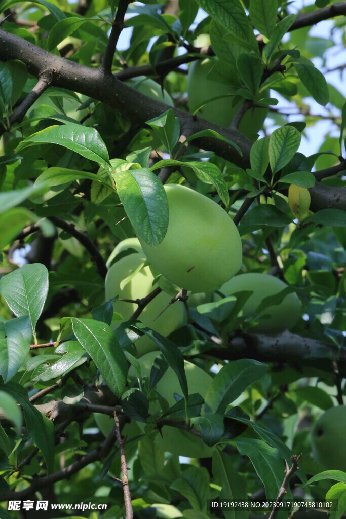 贴梗海棠果 