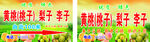黄桃梨子李子采摘