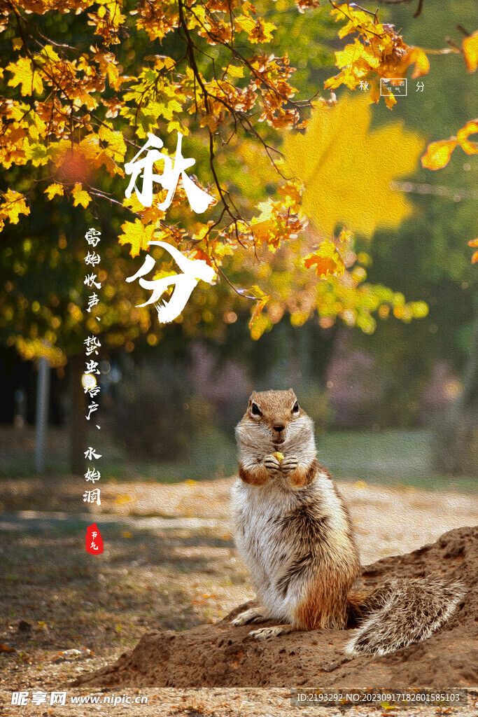 秋分节气海报