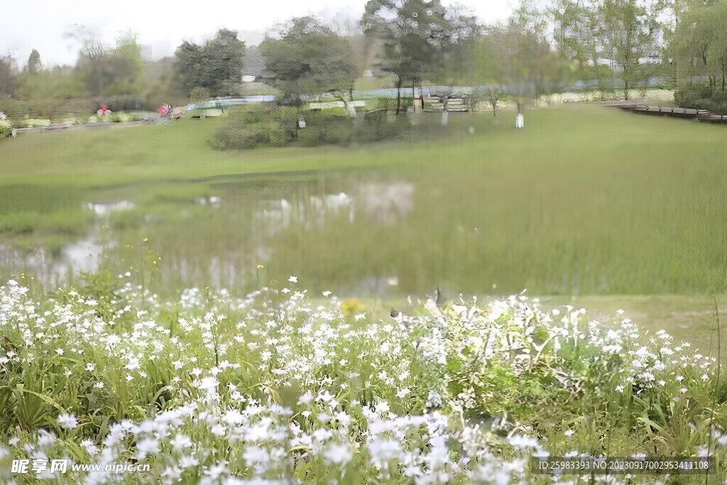 田野中的野花