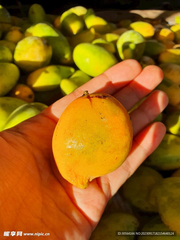 芒果