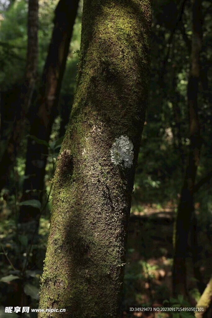 大树杆