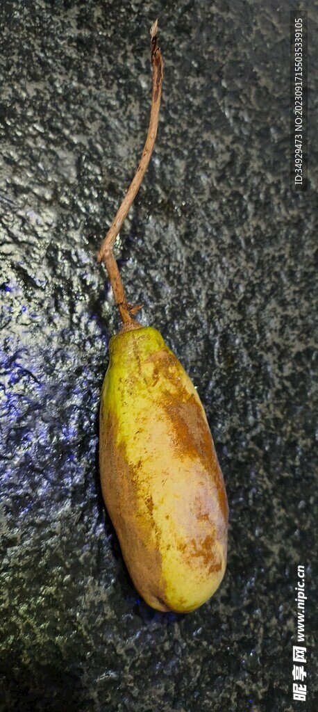 八月扎