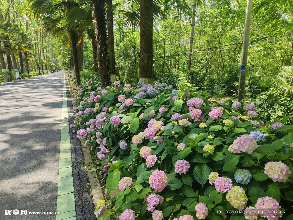 绣球花