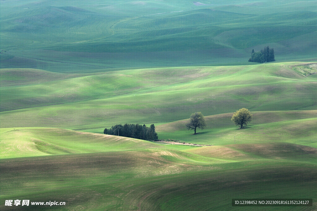 草地