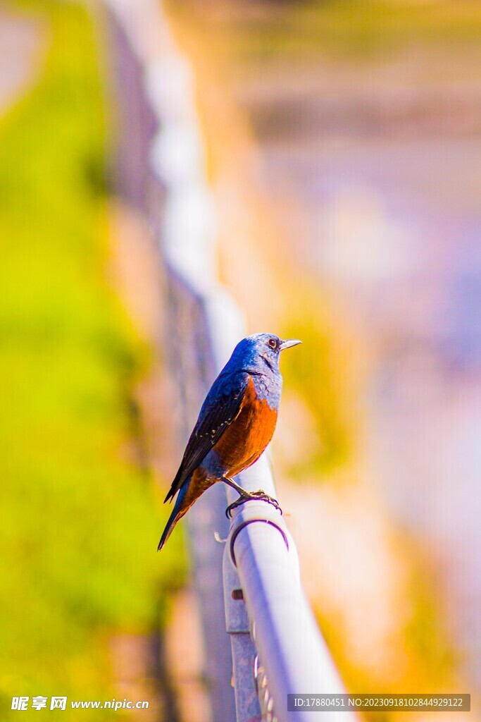 太阳鸟