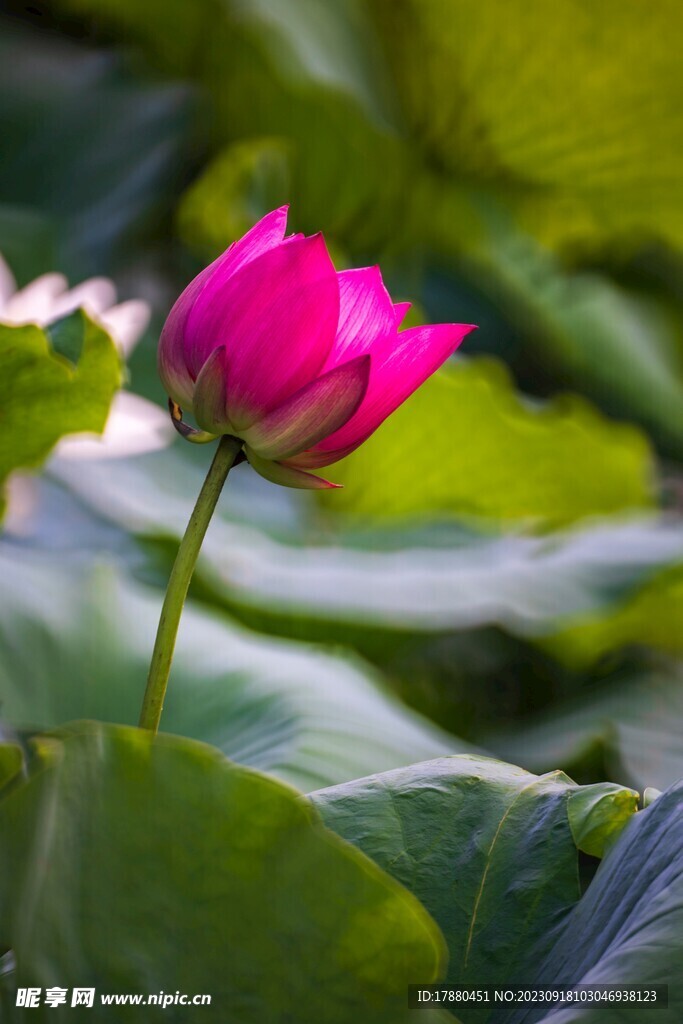荷花