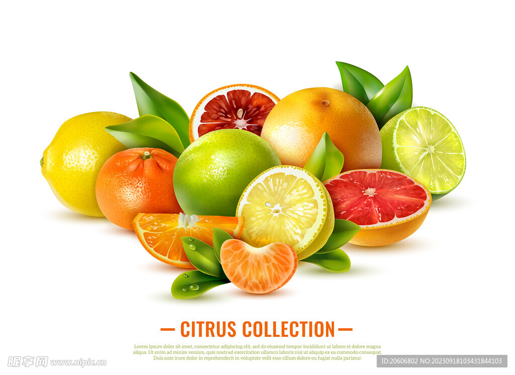 写实的水果橘子插画