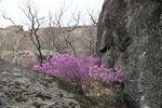 岩石开花