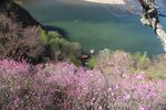野花河岸