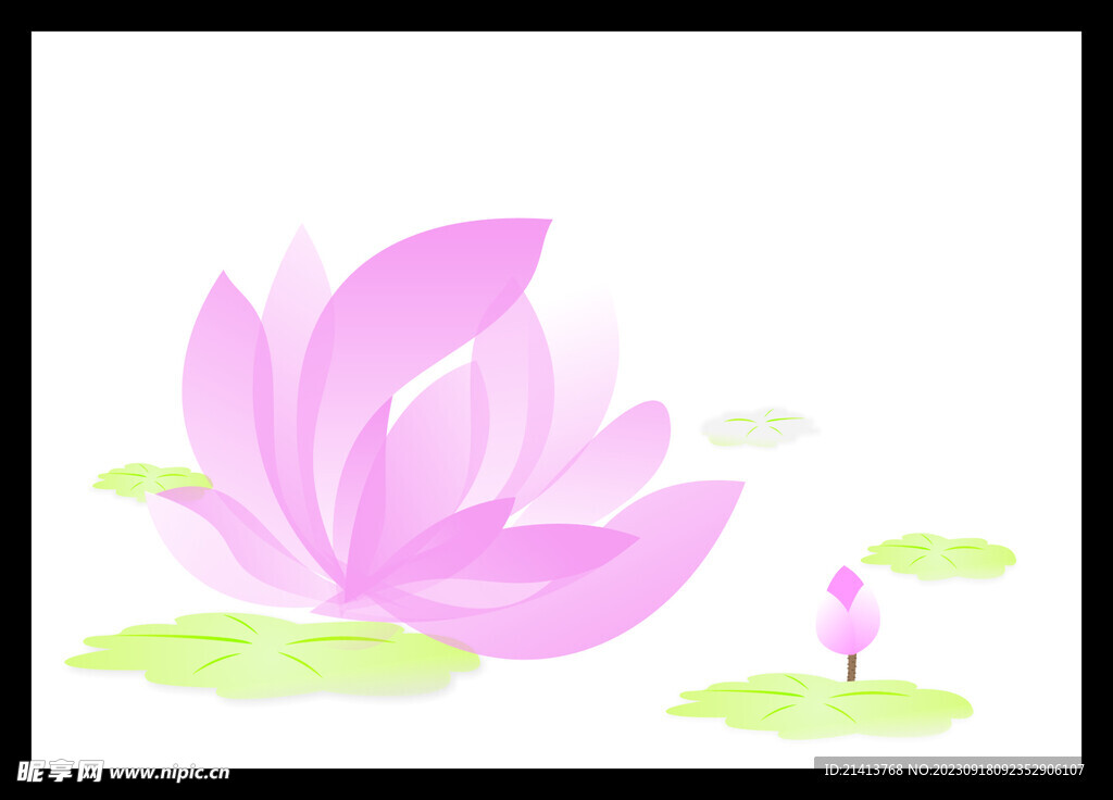 荷花莲花花卉
