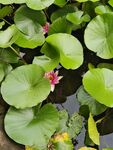 沂水