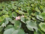 沂水