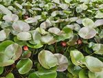 沂水