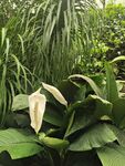沂水