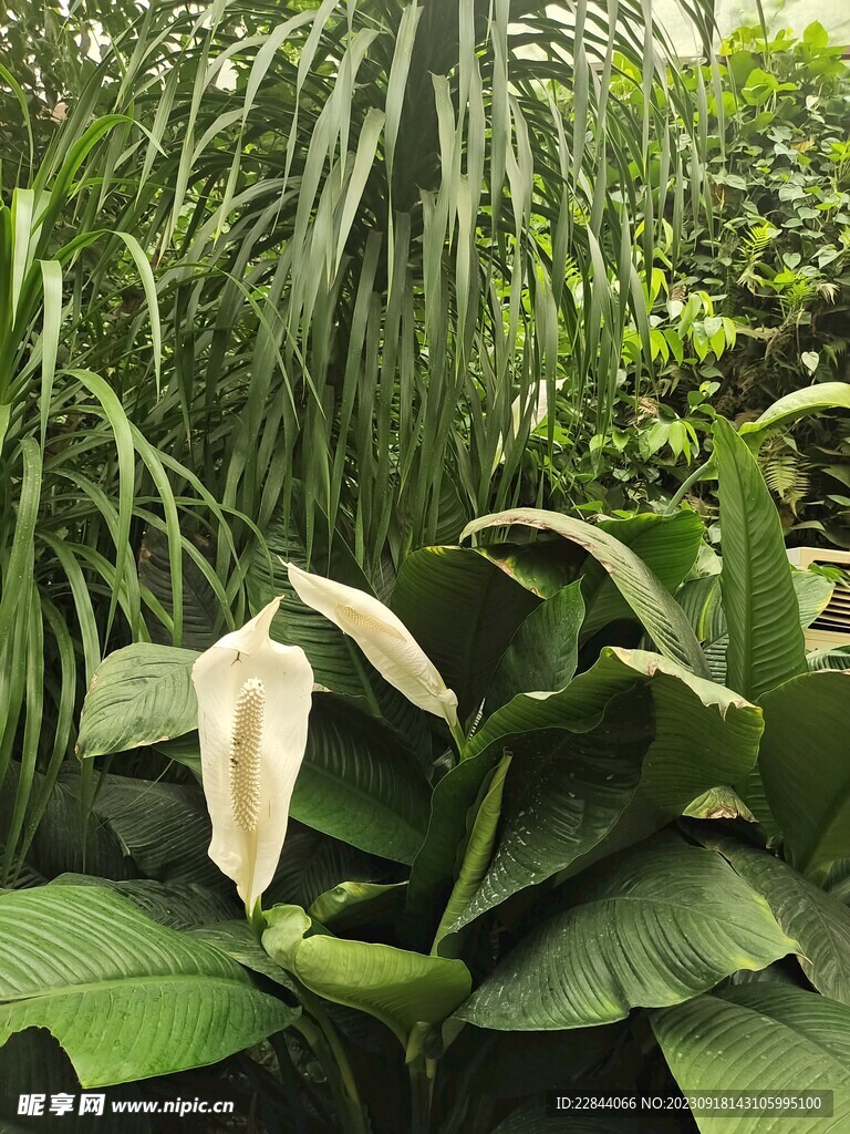 沂水