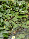 沂水