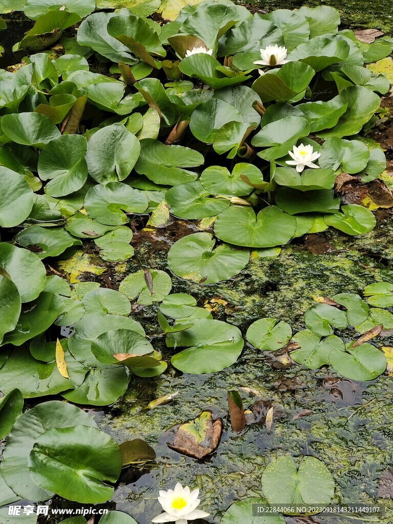 沂水