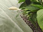 沂水
